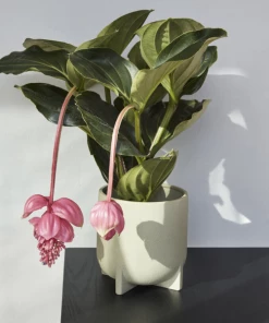 Hubsch Green Split Pot | 2 Sizes