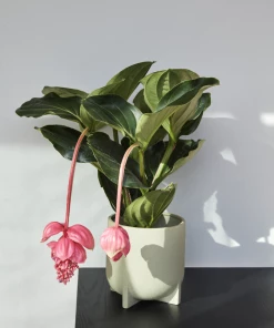 Hubsch Mint Ceramic Pot with Legs in Small