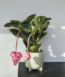 Hubsch Split Pots - Small